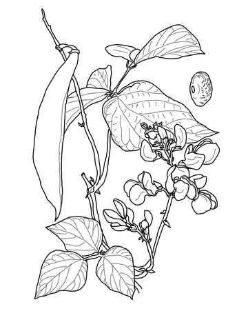 Runner Bean Coloring Page